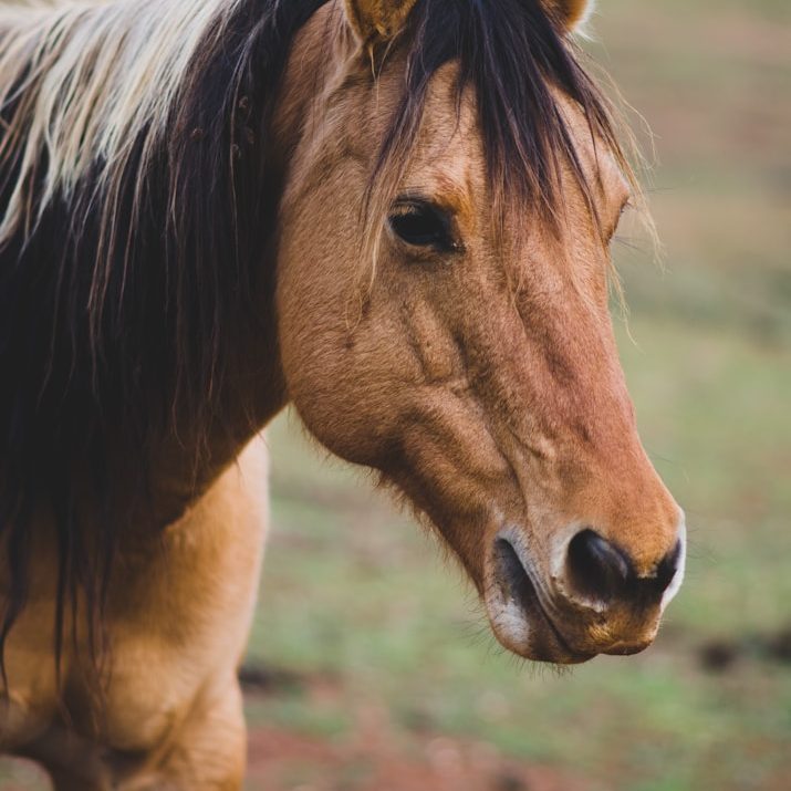 Quelle: Unsplash.com - Foto: Seth Fink